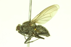 Fucellia fucorum