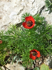 Adonis microcarpa