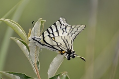 Graphium mandarinus