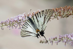 Graphium mandarinus