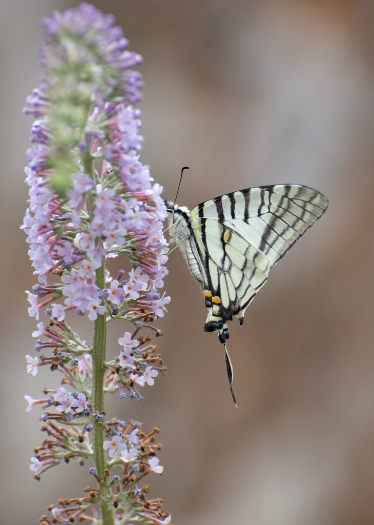 Graphium confucius