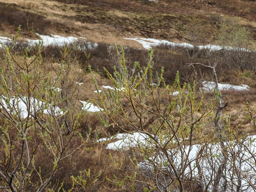 Image of Salix alaxensis by (c) Matt Muir, some rights reserved (CC BY)