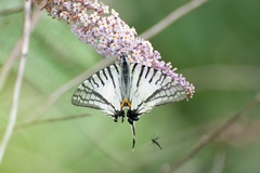 Graphium mandarinus