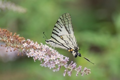 Graphium mandarinus