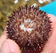 Pseudechinus albocinctus