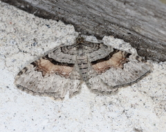 Xanthorhoe packardata