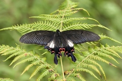 Papilio syfanius