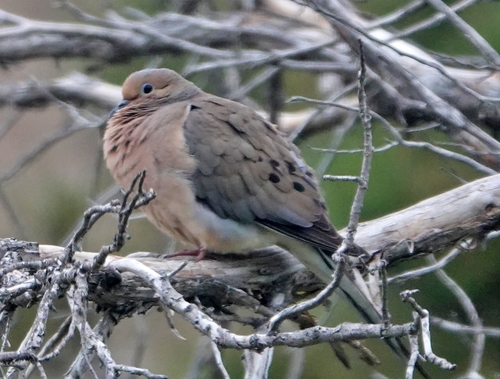 Mourning Dove photographed in Nebraska