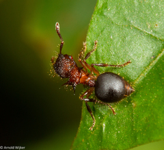 Meranoplus mucronatus