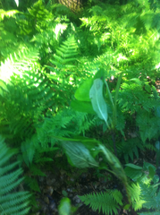 Dennstaedtia punctilobula