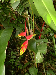 Heliconia rostrata