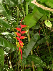 Heliconia rostrata