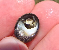 Pagurus novizealandiae