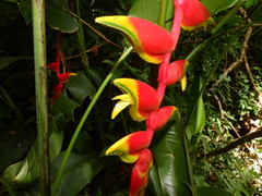 Heliconia rostrata