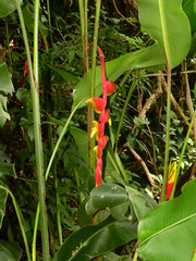 Heliconia rostrata