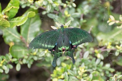 Papilio arcturus