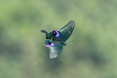 Papilio arcturus