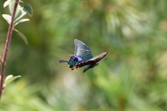 Papilio arcturus