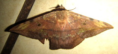 Hypopyra capensis