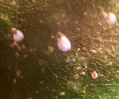 Pseudaulacaspis cockerelli