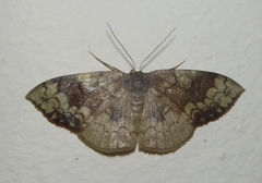 Epicosymbia nitidata
