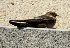 Ptyonoprogne rupestris