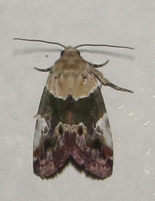 Hypercodia