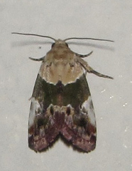 Hypercodia wheeleri