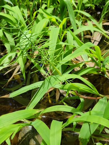 horsetail paspalum (Paspalum fluitans)