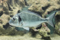 Sparus auratus