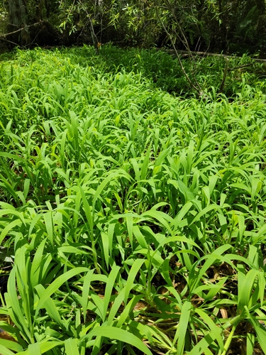 Image of Paspalum repens by (c) Jay Horn, some rights reserved (CC BY)