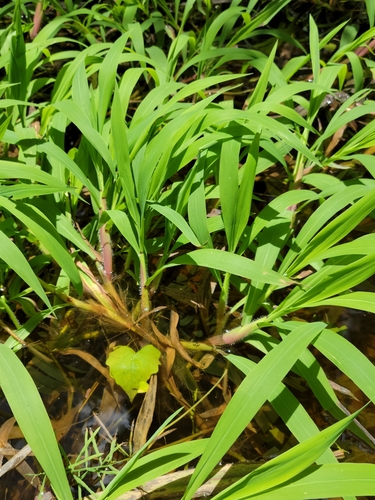 Image of Paspalum repens by (c) Jay Horn, some rights reserved (CC BY)