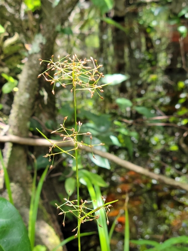 Image of Rhynchospora miliacea by (c) Jay Horn, some rights reserved (CC BY)