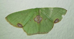 Lophorrhachia rubricorpus