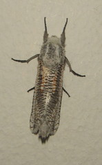 Azygophleps inclusa