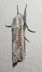 Azygophleps inclusa