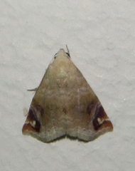 Eublemma apicimacula