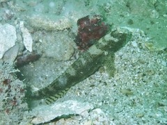 Cryptocentrus maudae