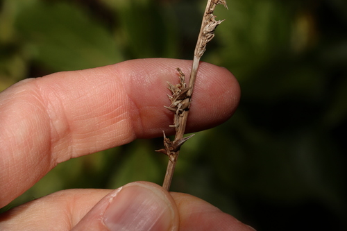 Carex declinata (Carex declinata)