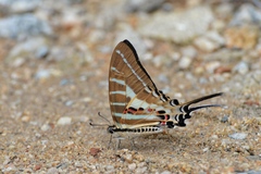 Graphium aristeus
