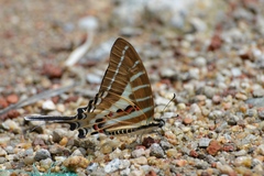 Graphium aristeus