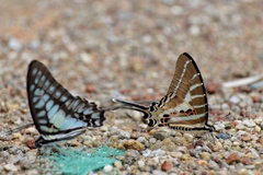 Graphium aristeus