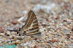 Graphium aristeus