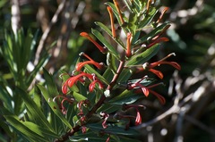 Lobelia excelsa