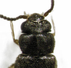 Nesoneus acuticeps