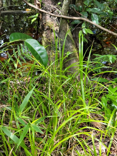 Image of Rhynchospora miliacea by (c) Jay Horn, some rights reserved (CC BY)
