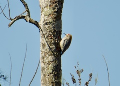 Melanerpes aurifrons