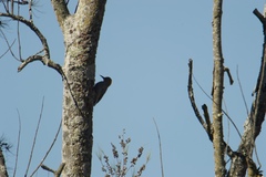 Melanerpes aurifrons