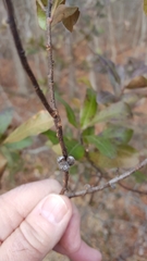 Morella caroliniensis