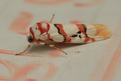 Cyana cruentata